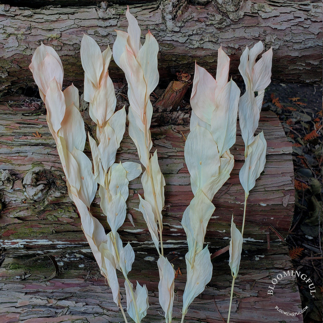 Preserved Israeli Ruscus - Coral Peach (002) - BLOOMINGFUL - wedding, event, decor, gift, bouquet, arrangement, bridal, garland, fresh dried preserved artificial silk, birthday housewarming foliage