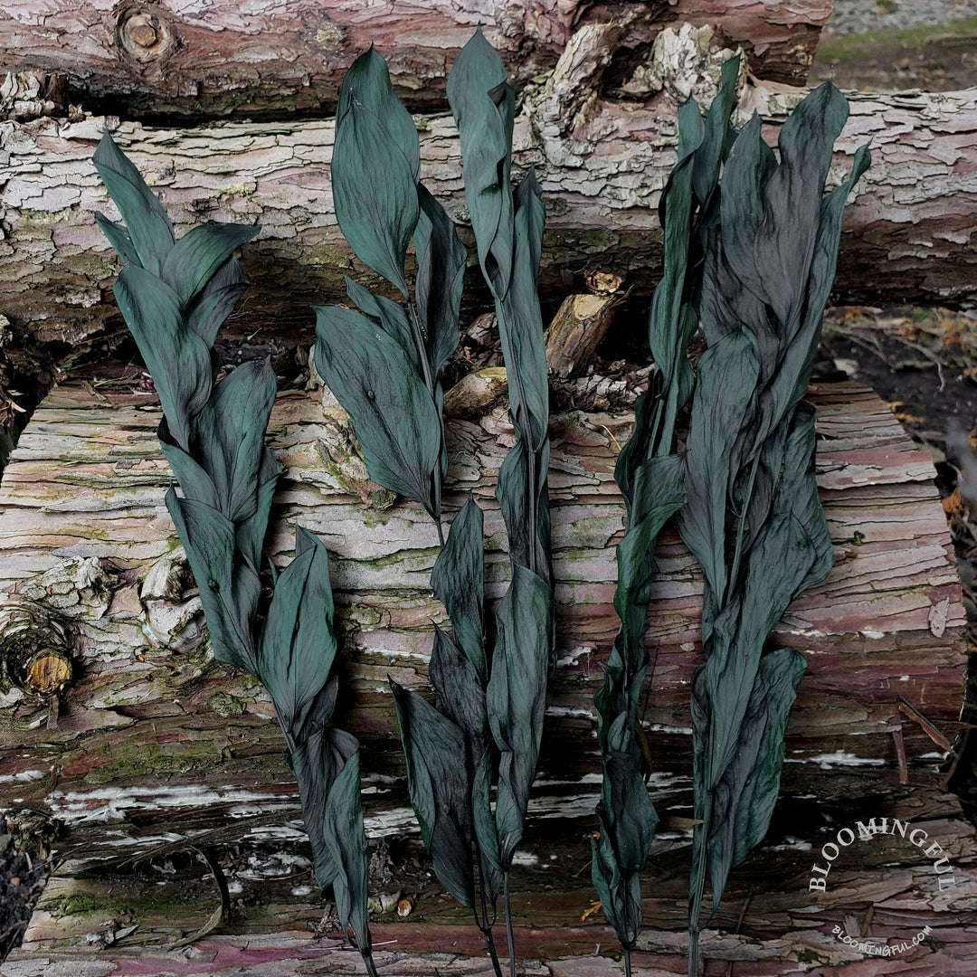 Preserved Israeli Ruscus - Dark Green (027) - BLOOMINGFUL - wedding, event, decor, gift, bouquet, arrangement, bridal, garland, fresh dried preserved artificial silk, birthday housewarming foliage