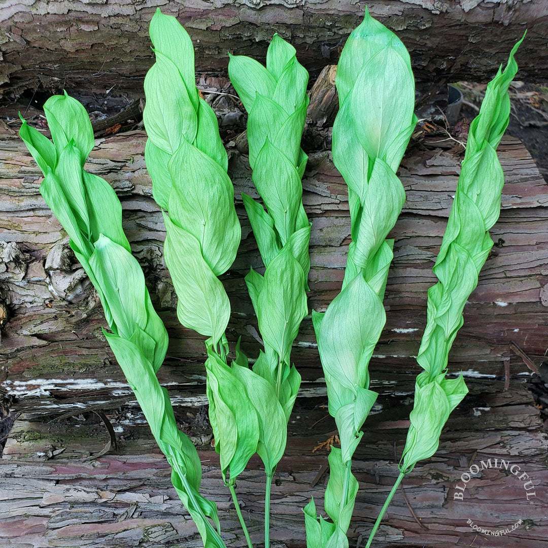 Preserved Israeli Ruscus - Green (024) - BLOOMINGFUL - wedding, event, decor, gift, bouquet, arrangement, bridal, garland, fresh dried preserved artificial silk, birthday housewarming foliage