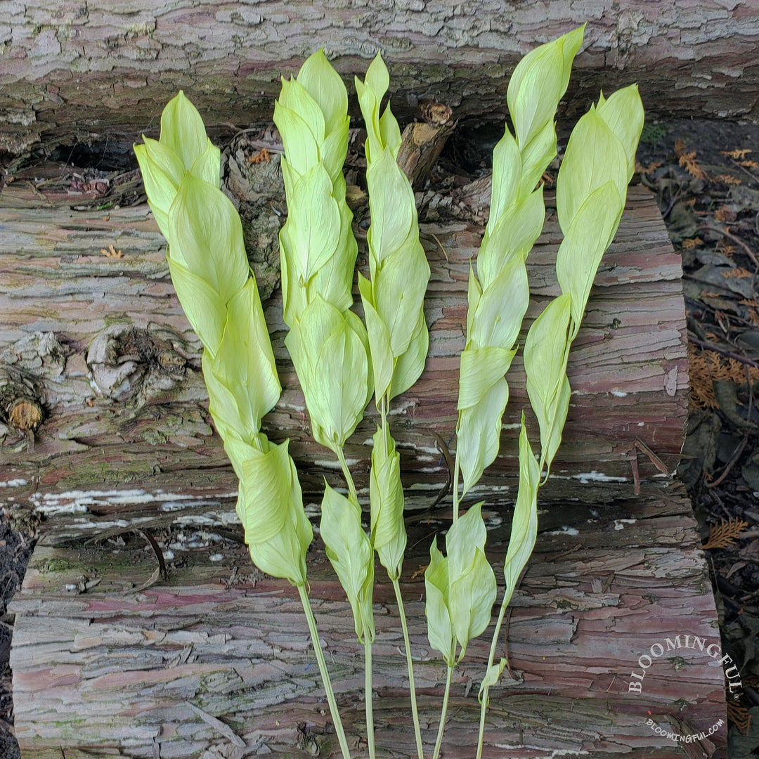 Preserved Israeli Ruscus - Green Pastel (007) - BLOOMINGFUL - wedding, event, decor, gift, bouquet, arrangement, bridal, garland, fresh dried preserved artificial silk, birthday housewarming foliage