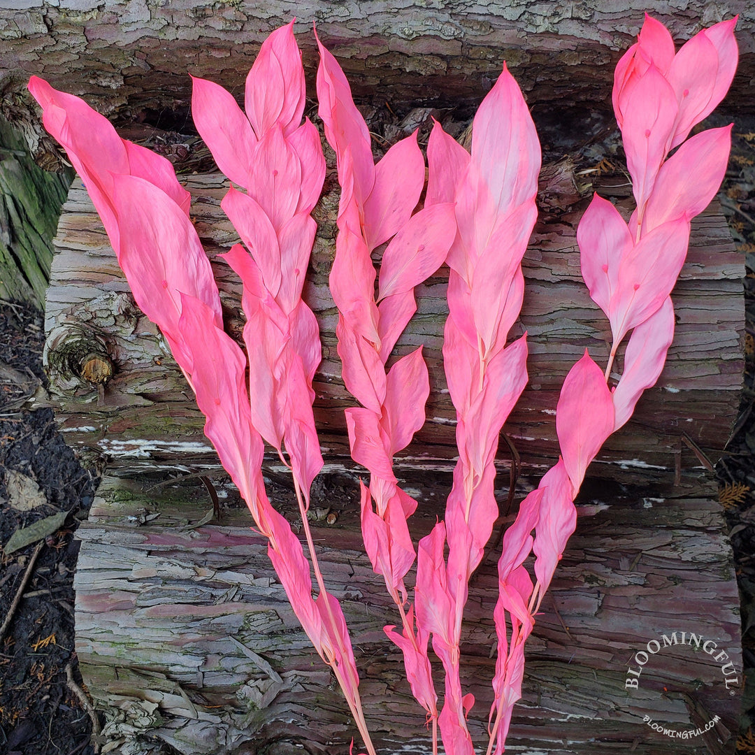 Preserved Israeli Ruscus - Hot Pink (006) - BLOOMINGFUL - wedding, event, decor, gift, bouquet, arrangement, bridal, garland, fresh dried preserved artificial silk, birthday housewarming foliage