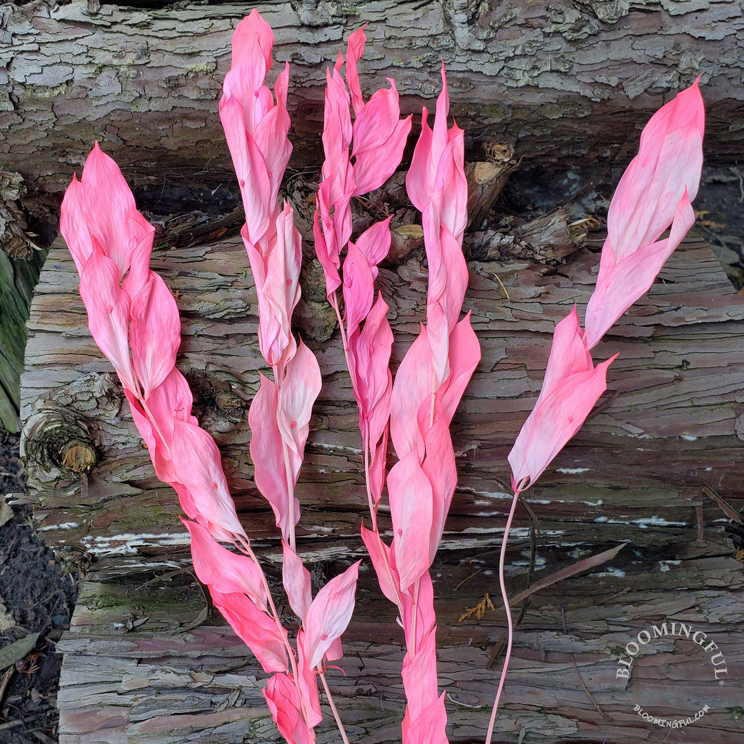 Preserved Israeli Ruscus - Hot Pink (014) - BLOOMINGFUL - wedding, event, decor, gift, bouquet, arrangement, bridal, garland, fresh dried preserved artificial silk, birthday housewarming foliage