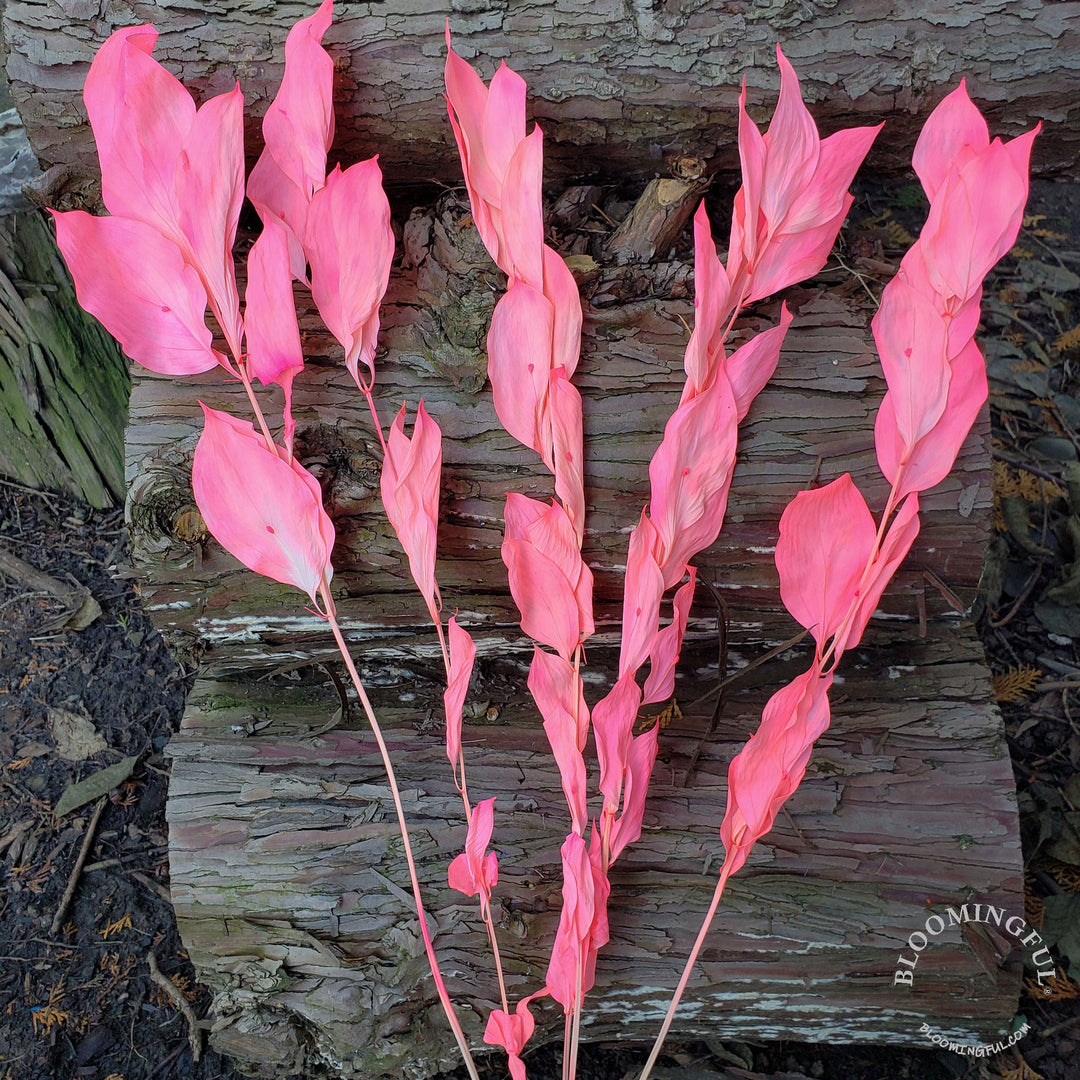 Preserved Israeli Ruscus - Hot Pink (015) - BLOOMINGFUL - wedding, event, decor, gift, bouquet, arrangement, bridal, garland, fresh dried preserved artificial silk, birthday housewarming foliage