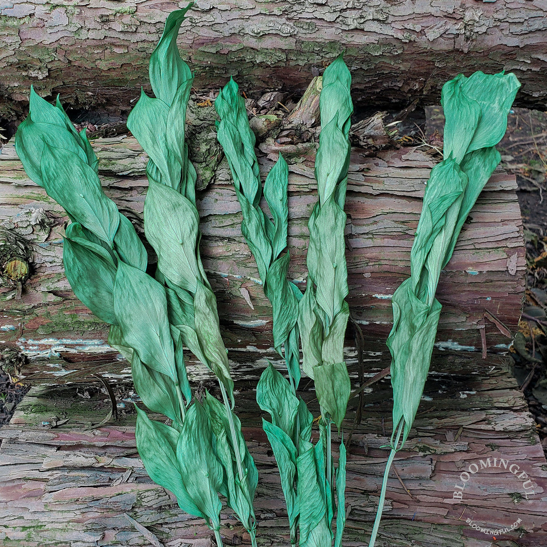 Preserved Israeli Ruscus - Hunter Green (025) - BLOOMINGFUL - wedding, event, decor, gift, bouquet, arrangement, bridal, garland, fresh dried preserved artificial silk, birthday housewarming foliage