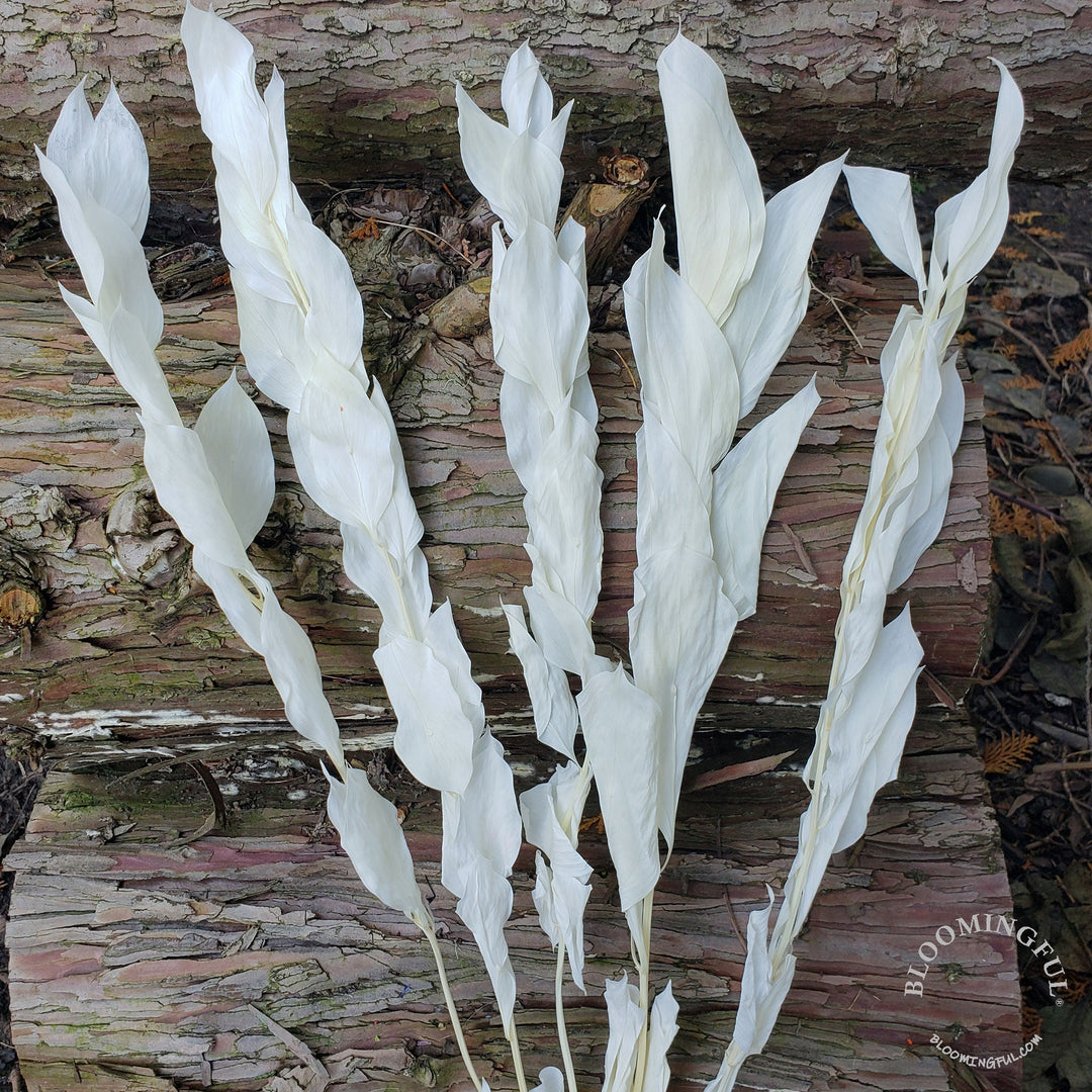 Preserved Israeli Ruscus - Ivory, Cream (029) - BLOOMINGFUL - wedding, event, decor, gift, bouquet, arrangement, bridal, garland, fresh dried preserved artificial silk, birthday housewarming foliage
