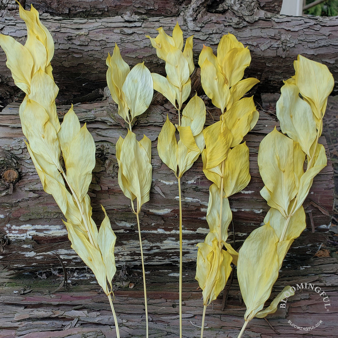 Preserved Israeli Ruscus - Lemon Yellow (016) - BLOOMINGFUL - wedding, event, decor, gift, bouquet, arrangement, bridal, garland, fresh dried preserved artificial silk, birthday housewarming foliage