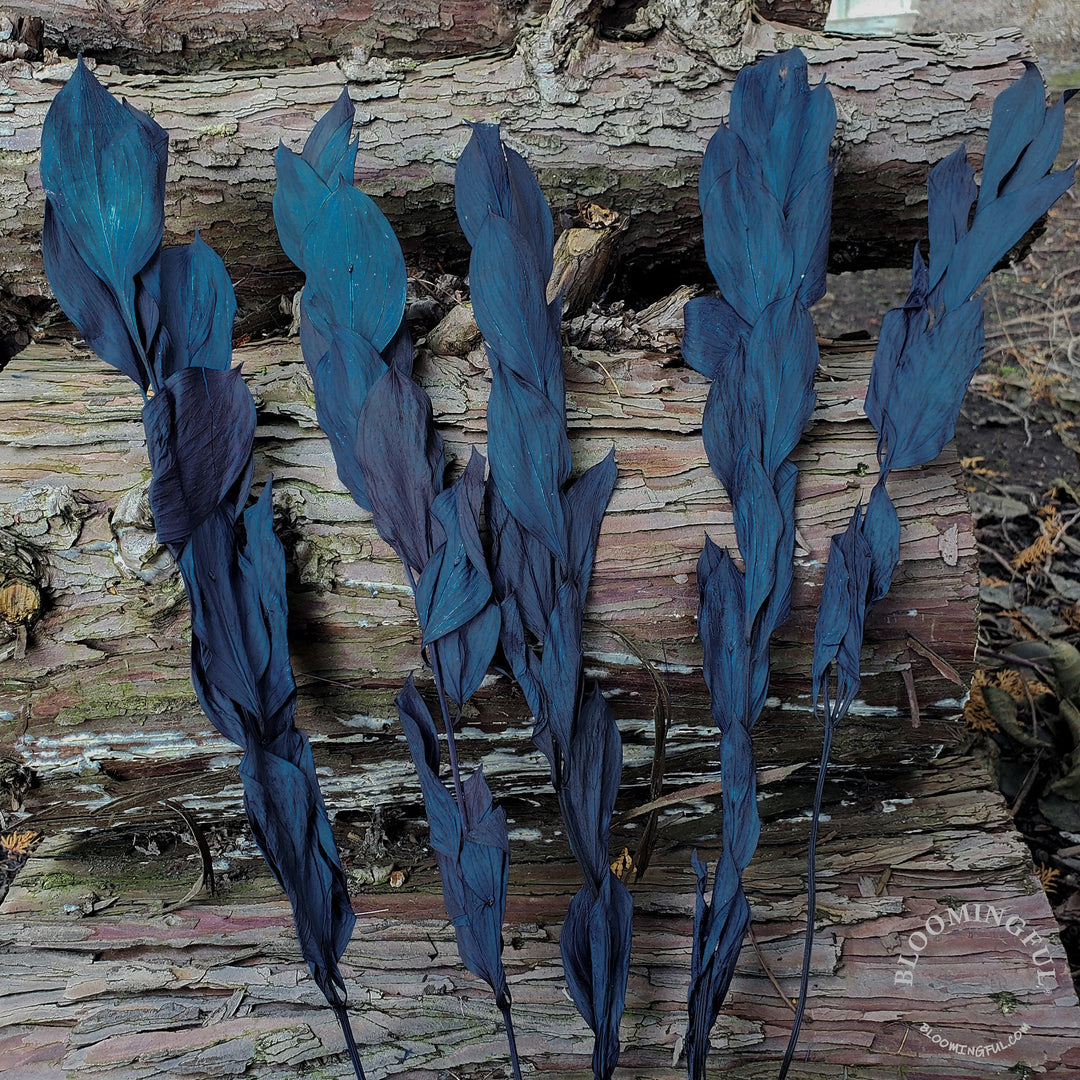 Preserved Israeli Ruscus - Navy Blue (022) - BLOOMINGFUL - wedding, event, decor, gift, bouquet, arrangement, bridal, garland, fresh dried preserved artificial silk, birthday housewarming foliage
