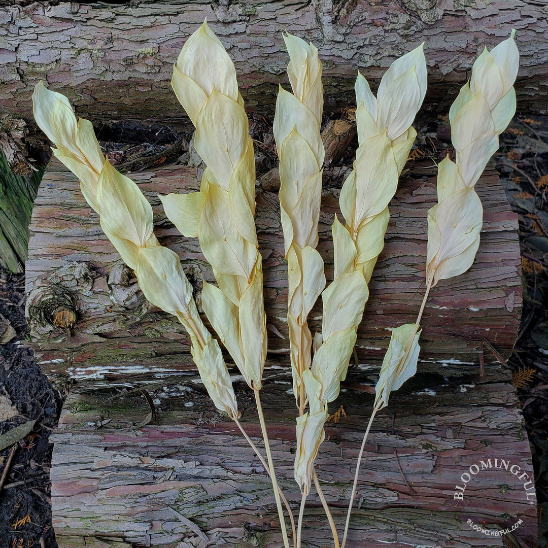 Preserved Israeli Ruscus - Peach (012) - BLOOMINGFUL - wedding, event, decor, gift, bouquet, arrangement, bridal, garland, fresh dried preserved artificial silk, birthday housewarming foliage