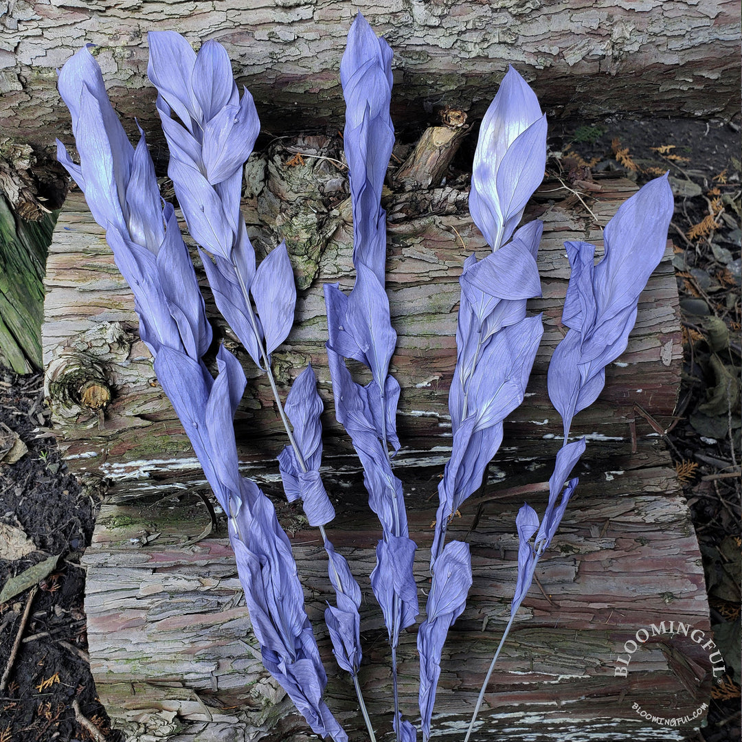 Preserved Israeli Ruscus - Periwinkle Purple (019) - BLOOMINGFUL - wedding, event, decor, gift, bouquet, arrangement, bridal, garland, fresh dried preserved artificial silk, birthday housewarming foliage