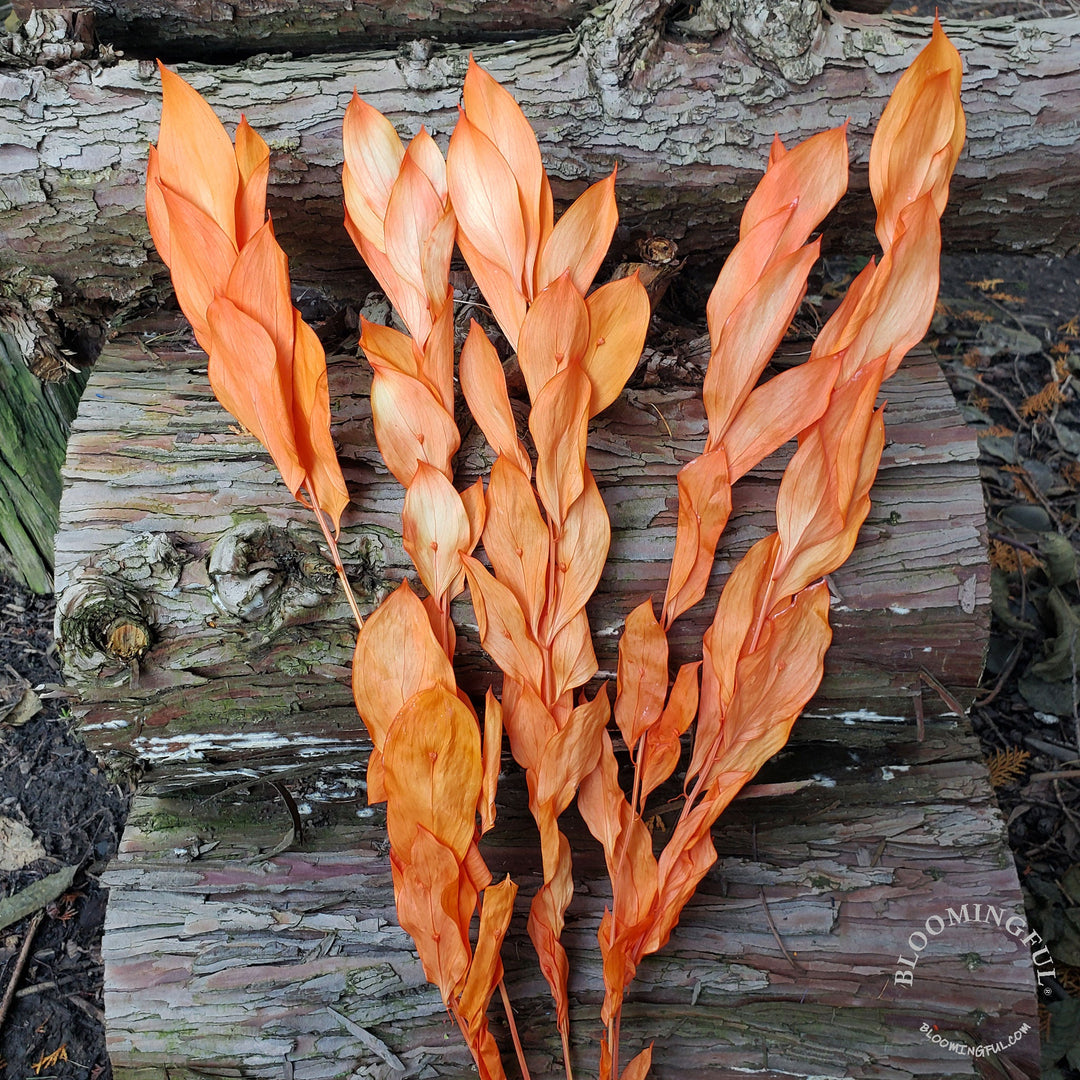Preserved Israeli Ruscus - Sunset Orange (021) - BLOOMINGFUL - wedding, event, decor, gift, bouquet, arrangement, bridal, garland, fresh dried preserved artificial silk, birthday housewarming foliage