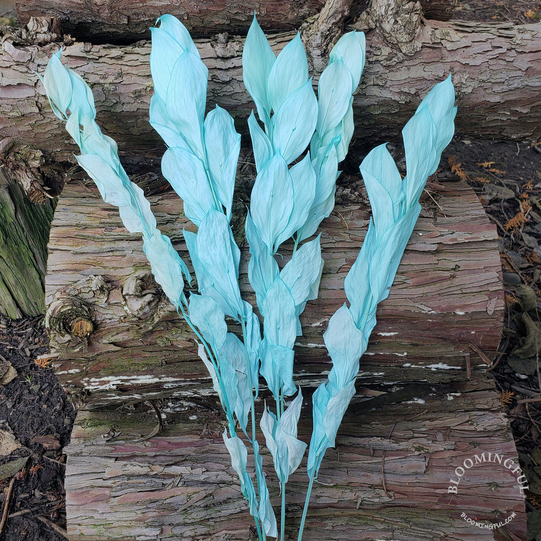 Preserved Israeli Ruscus - Tiffany Blue (011) - BLOOMINGFUL - wedding, event, decor, gift, bouquet, arrangement, bridal, garland, fresh dried preserved artificial silk, birthday housewarming foliage