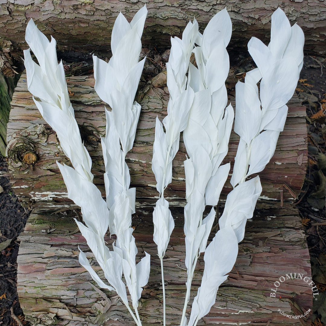 Preserved Israeli Ruscus - White (004) - BLOOMINGFUL - wedding, event, decor, gift, bouquet, arrangement, bridal, garland, fresh dried preserved artificial silk, birthday housewarming foliage