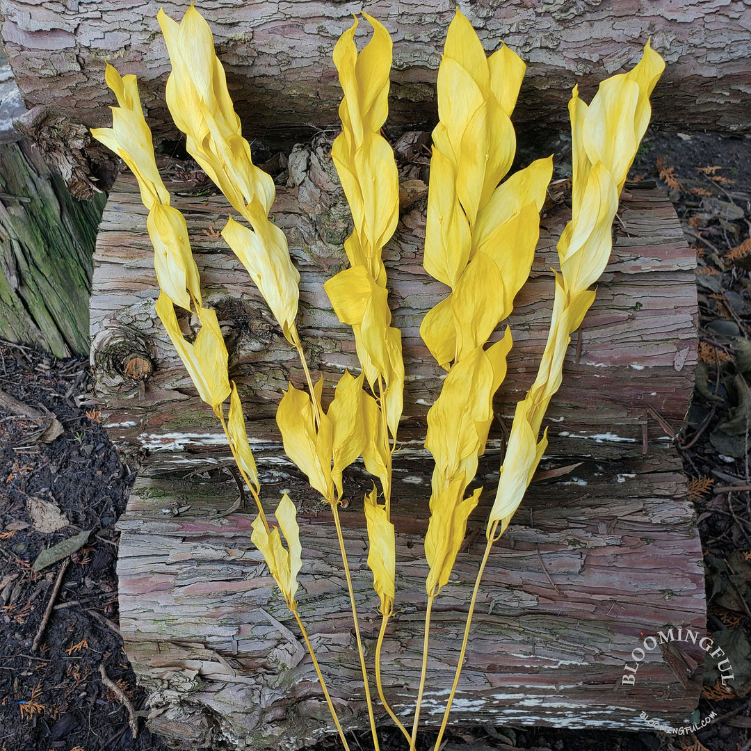 Preserved Israeli Ruscus - Yellow (001) - BLOOMINGFUL - wedding, event, decor, gift, bouquet, arrangement, bridal, garland, fresh dried preserved artificial silk, birthday housewarming foliage