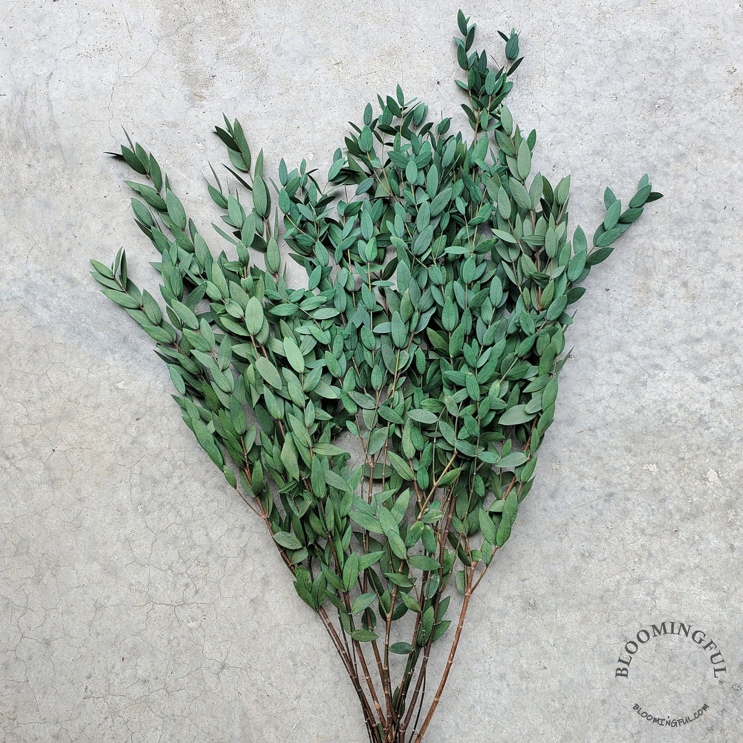 Preserved Parvifolia Eucalyptus - Green - BLOOMINGFUL.COM - wedding, event, decor, gift, bouquet, arrangement, bridal, garland, fresh dried preserved artificial silk, birthday housewarming foliage