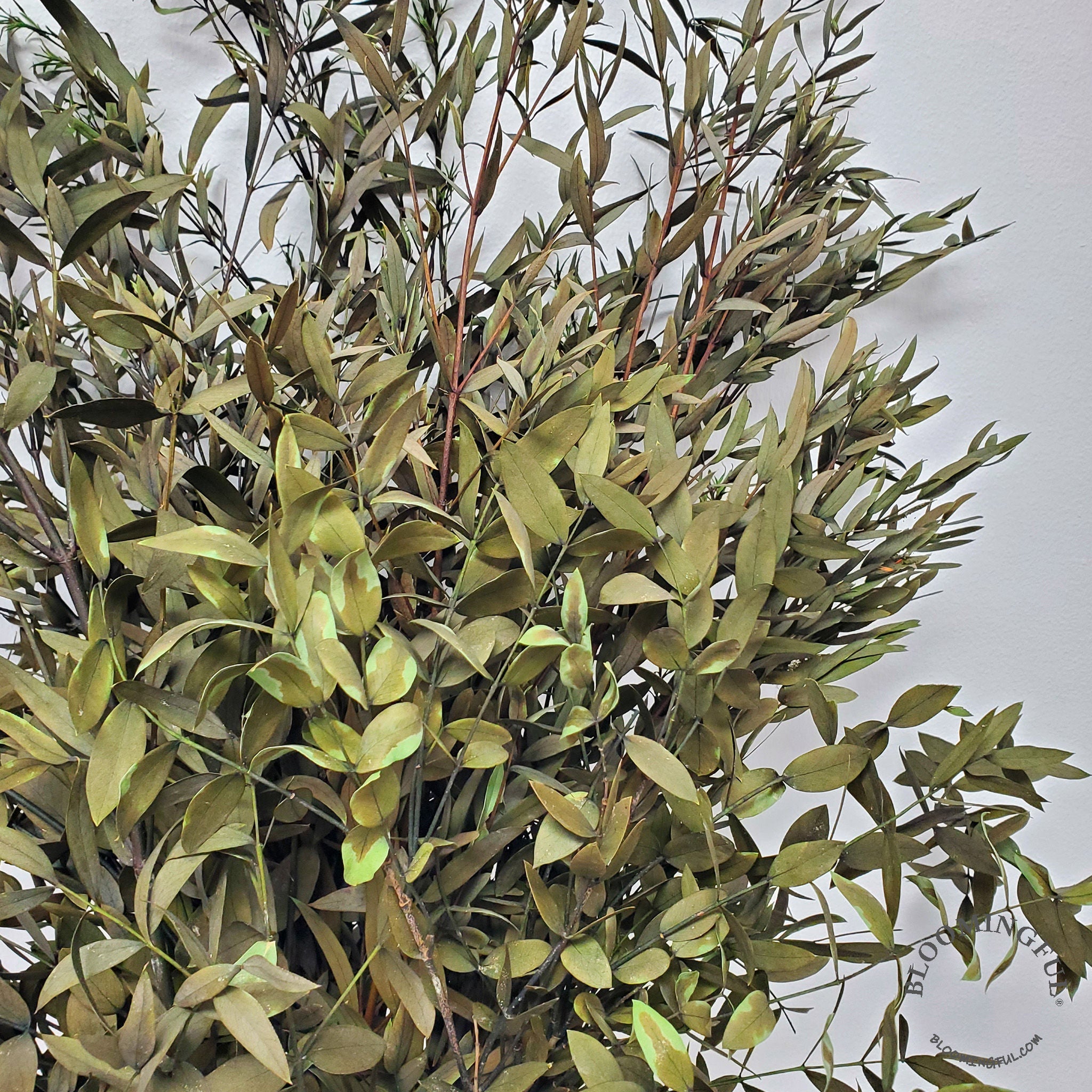 Preserved Parvifolia Eucalyptus - Olive Green - BLOOMINGFUL.COM - wedding, event, decor, gift, bouquet, arrangement, bridal, garland, fresh dried preserved artificial silk, birthday housewarming foliage