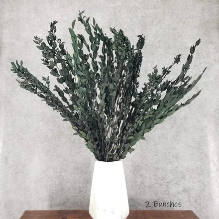 Preserved Parvifolia Teardrop Eucalyptus Bunches - Green (Imperfects Collection) - BLOOMINGFUL - wedding, event, decor, gift, bouquet, arrangement, bridal, garland, fresh dried preserved artificial silk, birthday housewarming foliage