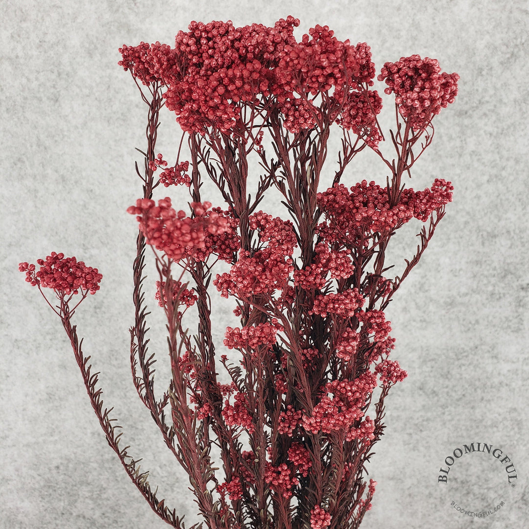 Preserved Rice Flower - Burgundy Red (014) - BLOOMINGFUL - wedding, event, decor, gift, bouquet, arrangement, bridal, garland, fresh dried preserved artificial silk, birthday housewarming foliage