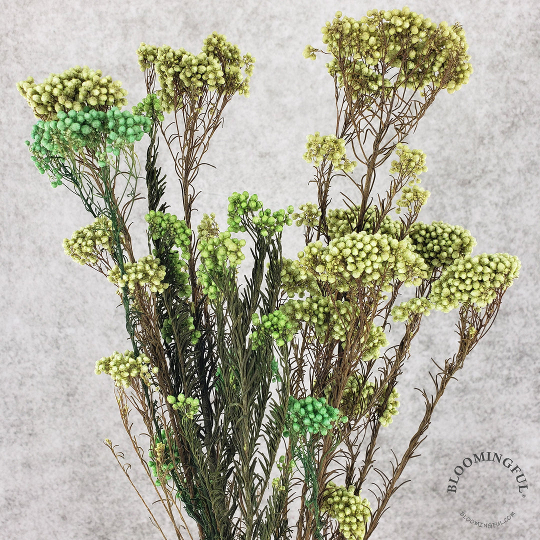 Preserved Rice Flower - Green (006) - BLOOMINGFUL - wedding, event, decor, gift, bouquet, arrangement, bridal, garland, fresh dried preserved artificial silk, birthday housewarming foliage