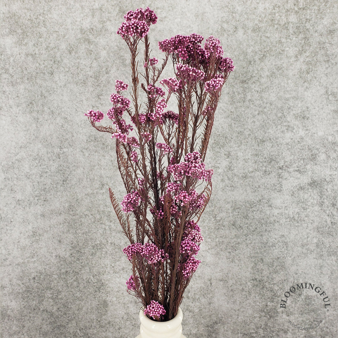 Preserved Rice Flower - Magenta (013) - BLOOMINGFUL - wedding, event, decor, gift, bouquet, arrangement, bridal, garland, fresh dried preserved artificial silk, birthday housewarming foliage
