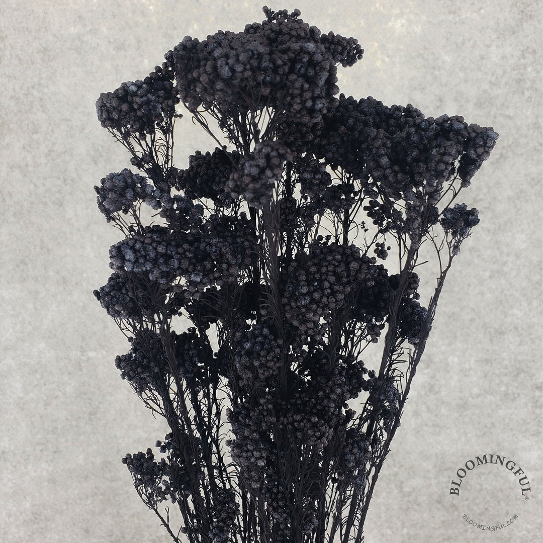 Preserved Rice Flower - Midnight Blue-Black (025) - BLOOMINGFUL - wedding, event, decor, gift, bouquet, arrangement, bridal, garland, fresh dried preserved artificial silk, birthday housewarming foliage