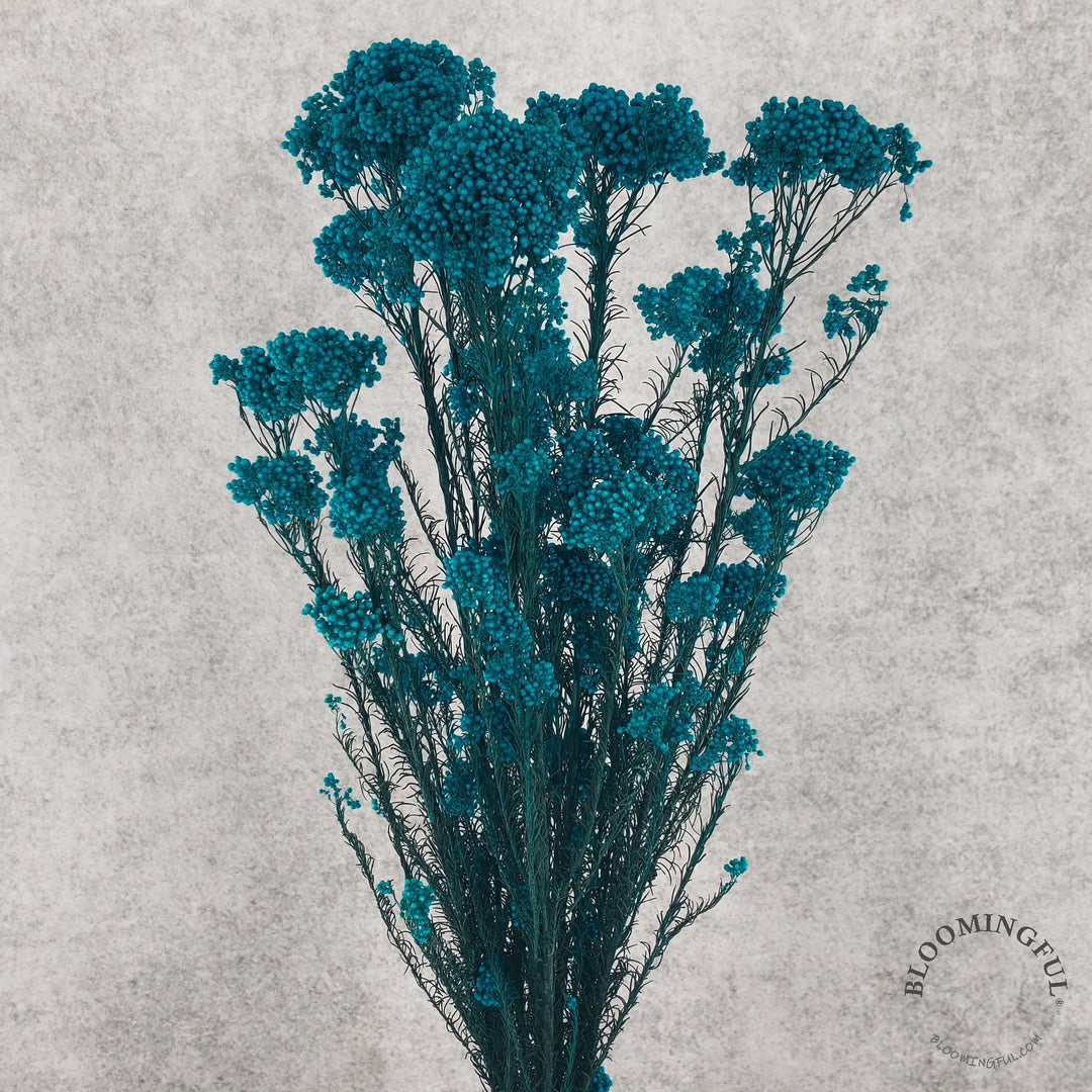 Preserved Rice Flower - Peacock Blue (031) - BLOOMINGFUL - wedding, event, decor, gift, bouquet, arrangement, bridal, garland, fresh dried preserved artificial silk, birthday housewarming foliage