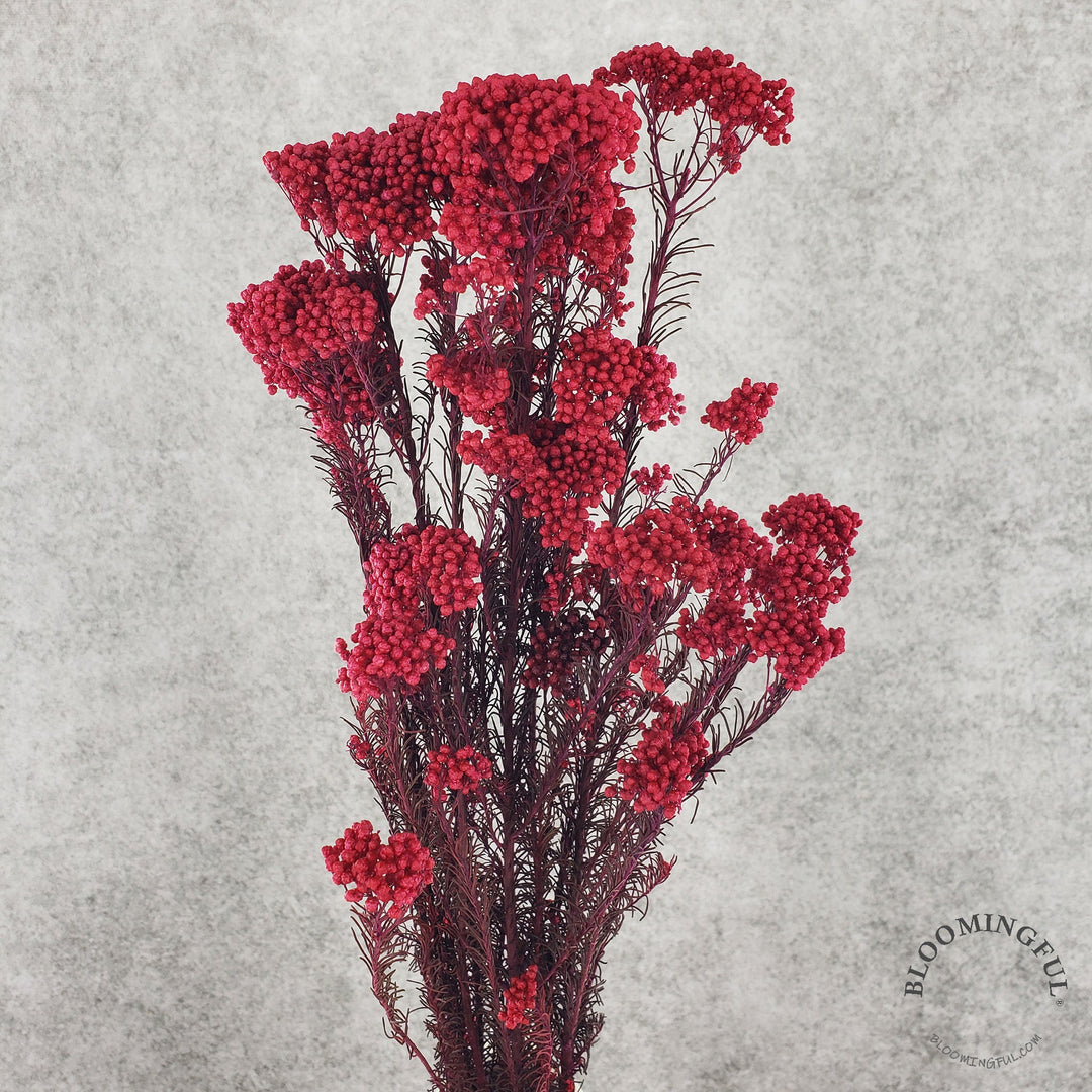 Preserved Rice Flower - Red (016) - BLOOMINGFUL - wedding, event, decor, gift, bouquet, arrangement, bridal, garland, fresh dried preserved artificial silk, birthday housewarming foliage