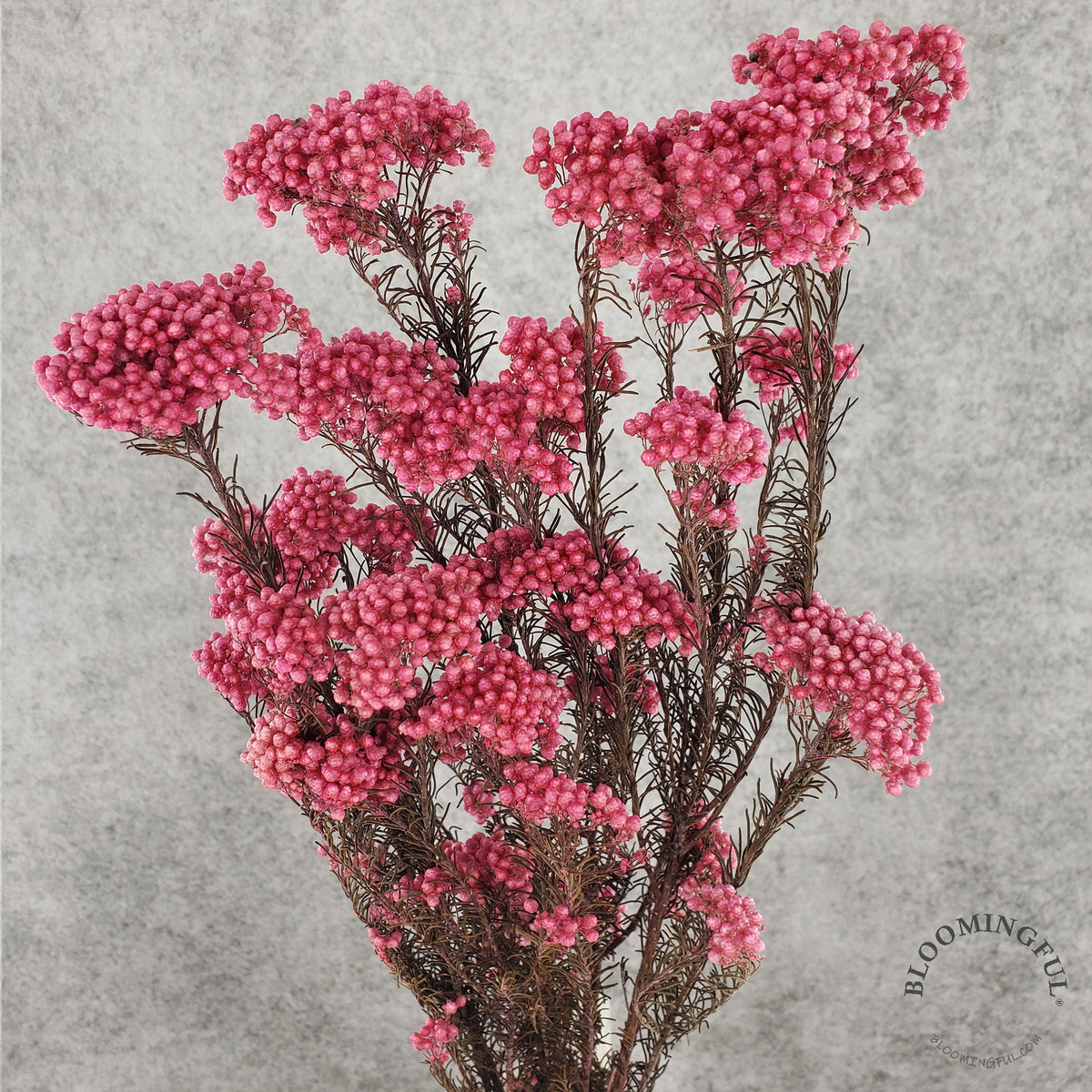 Preserved Rice Flower - Rose (115) – BLOOMINGFUL.COM