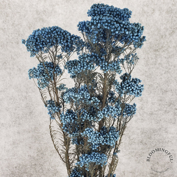 Preserved Rice Flower - Rustic Blue (004) - BLOOMINGFUL - wedding, event, decor, gift, bouquet, arrangement, bridal, garland, fresh dried preserved artificial silk, birthday housewarming foliage