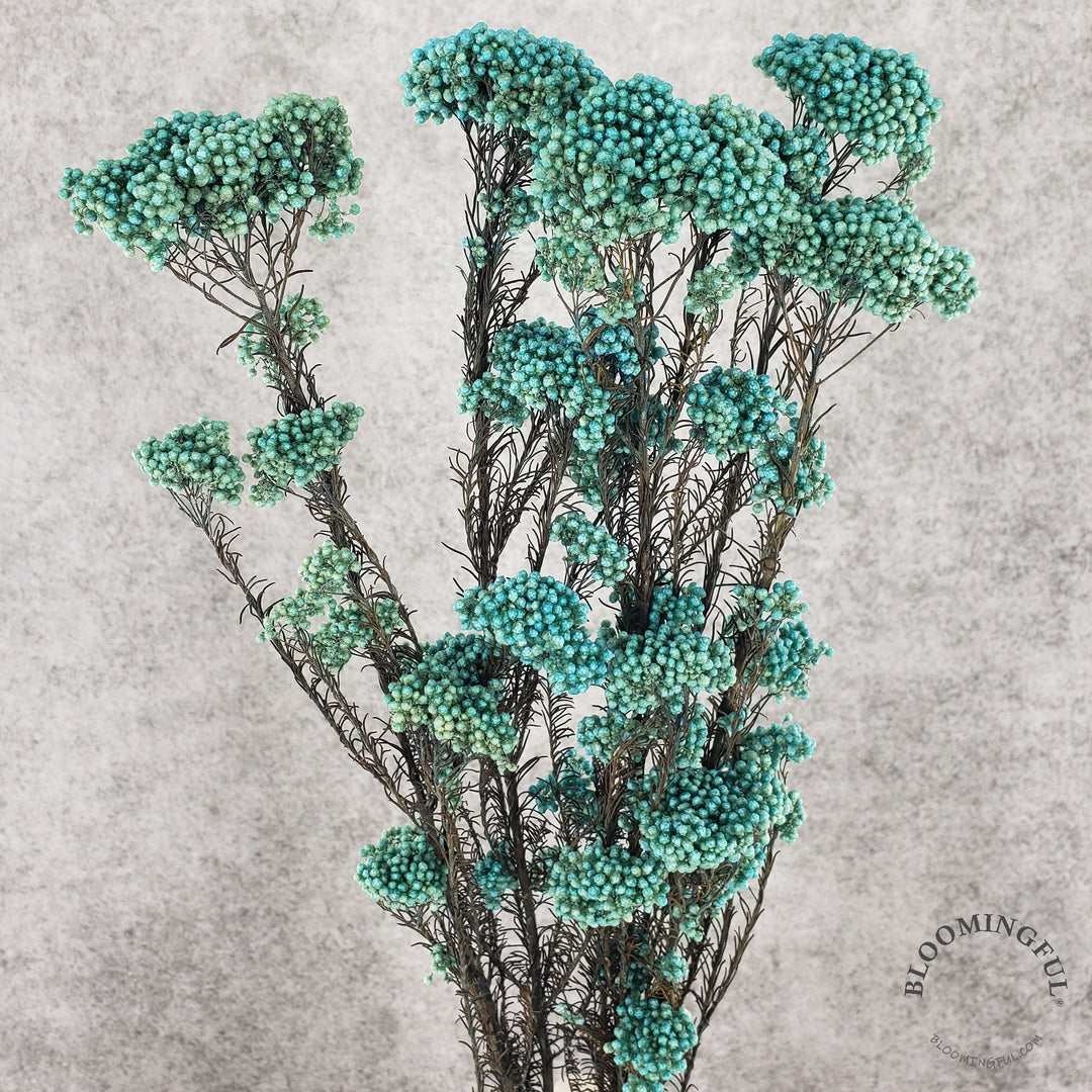 Preserved Rice Flower - Turquoise (022) - BLOOMINGFUL - wedding, event, decor, gift, bouquet, arrangement, bridal, garland, fresh dried preserved artificial silk, birthday housewarming foliage