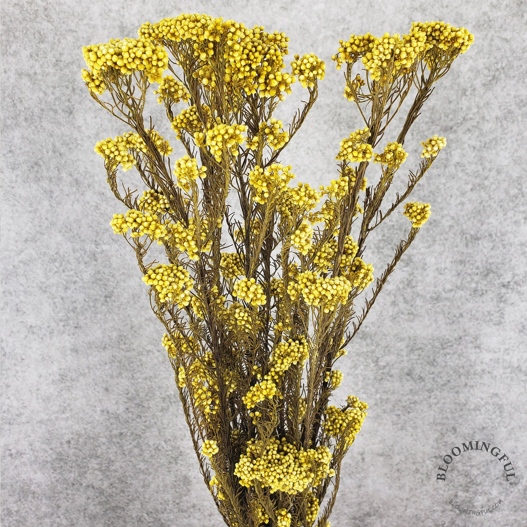 Preserved Rice Flower - Yellow (007) - BLOOMINGFUL - wedding, event, decor, gift, bouquet, arrangement, bridal, garland, fresh dried preserved artificial silk, birthday housewarming foliage