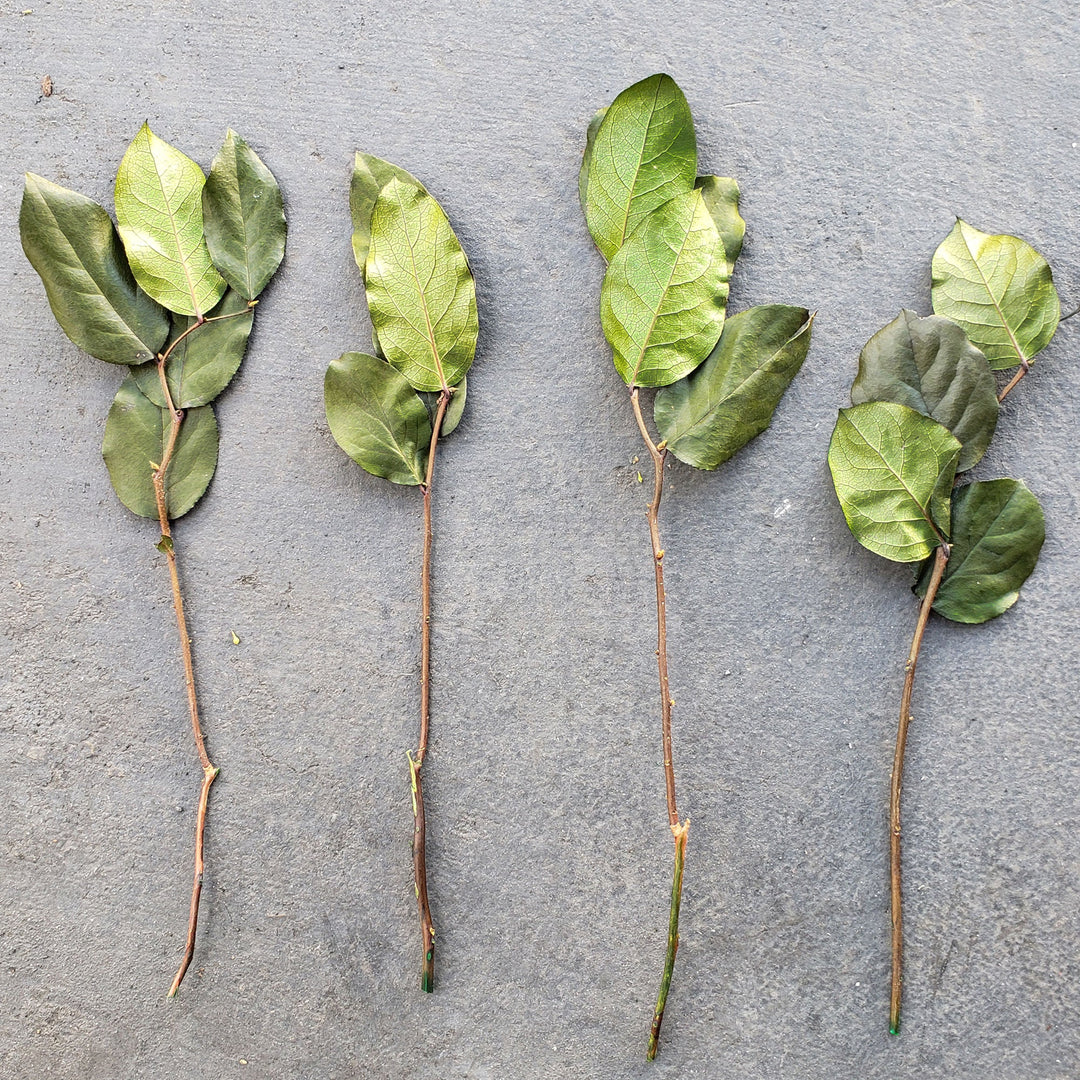 Preserved Salal LemonLeaf - Natural Green - BLOOMINGFUL.COM - wedding, event, decor, gift, bouquet, arrangement, bridal, garland, fresh dried preserved artificial silk, birthday housewarming foliage