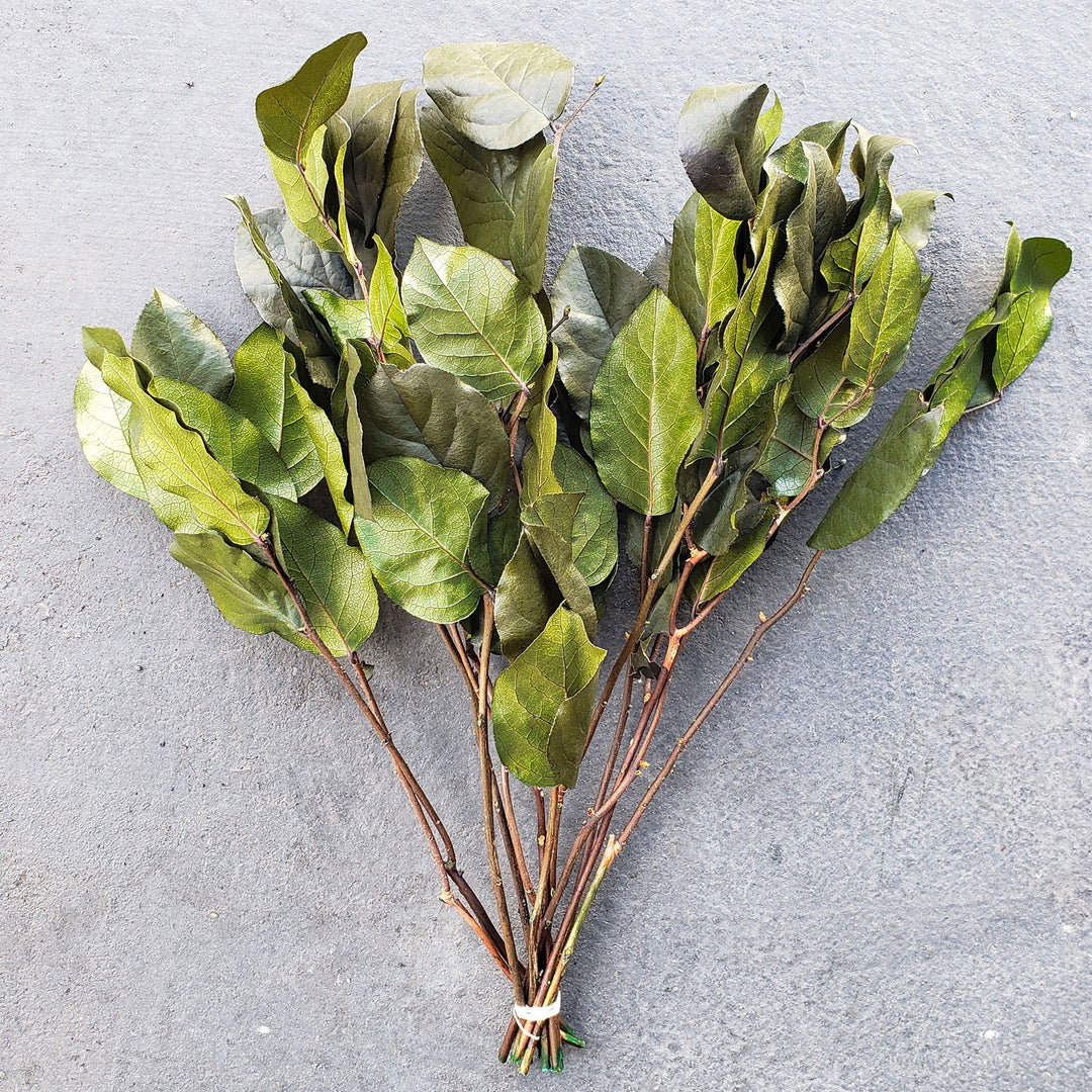 Preserved Salal LemonLeaf - Natural Green - BLOOMINGFUL.COM - wedding, event, decor, gift, bouquet, arrangement, bridal, garland, fresh dried preserved artificial silk, birthday housewarming foliage