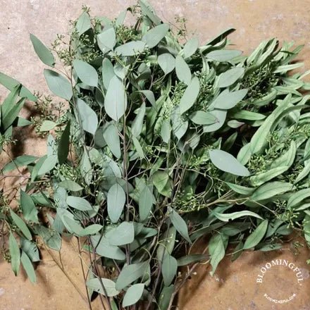 Preserved Seeded Eucalyptus - Green - BLOOMINGFUL - wedding, event, decor, gift, bouquet, arrangement, bridal, garland, fresh dried preserved artificial silk, birthday housewarming foliage