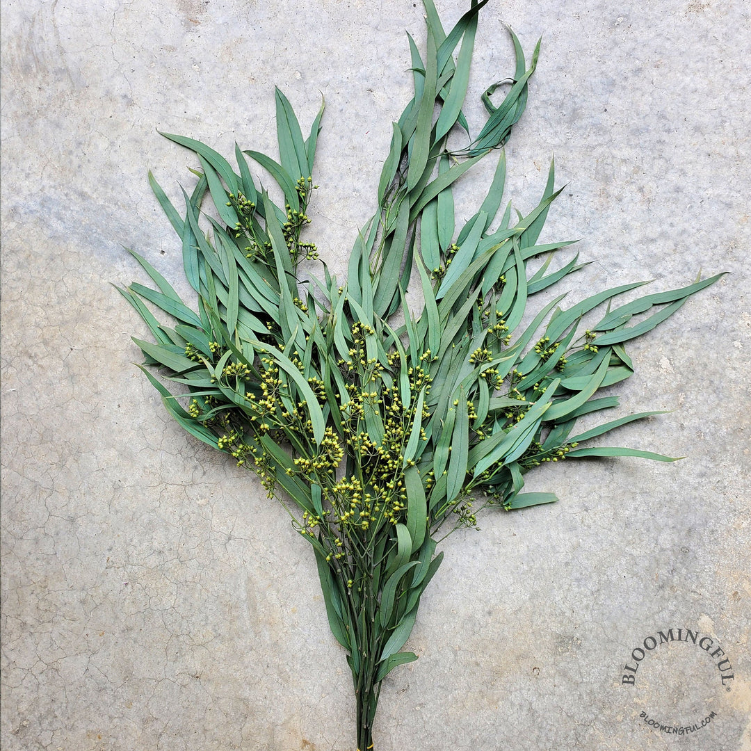 Preserved Seeded Weeping Willow Eucalyptus Bunches - Green - BLOOMINGFUL.COM - wedding, event, decor, gift, bouquet, arrangement, bridal, garland, fresh dried preserved artificial silk, birthday housewarming foliage