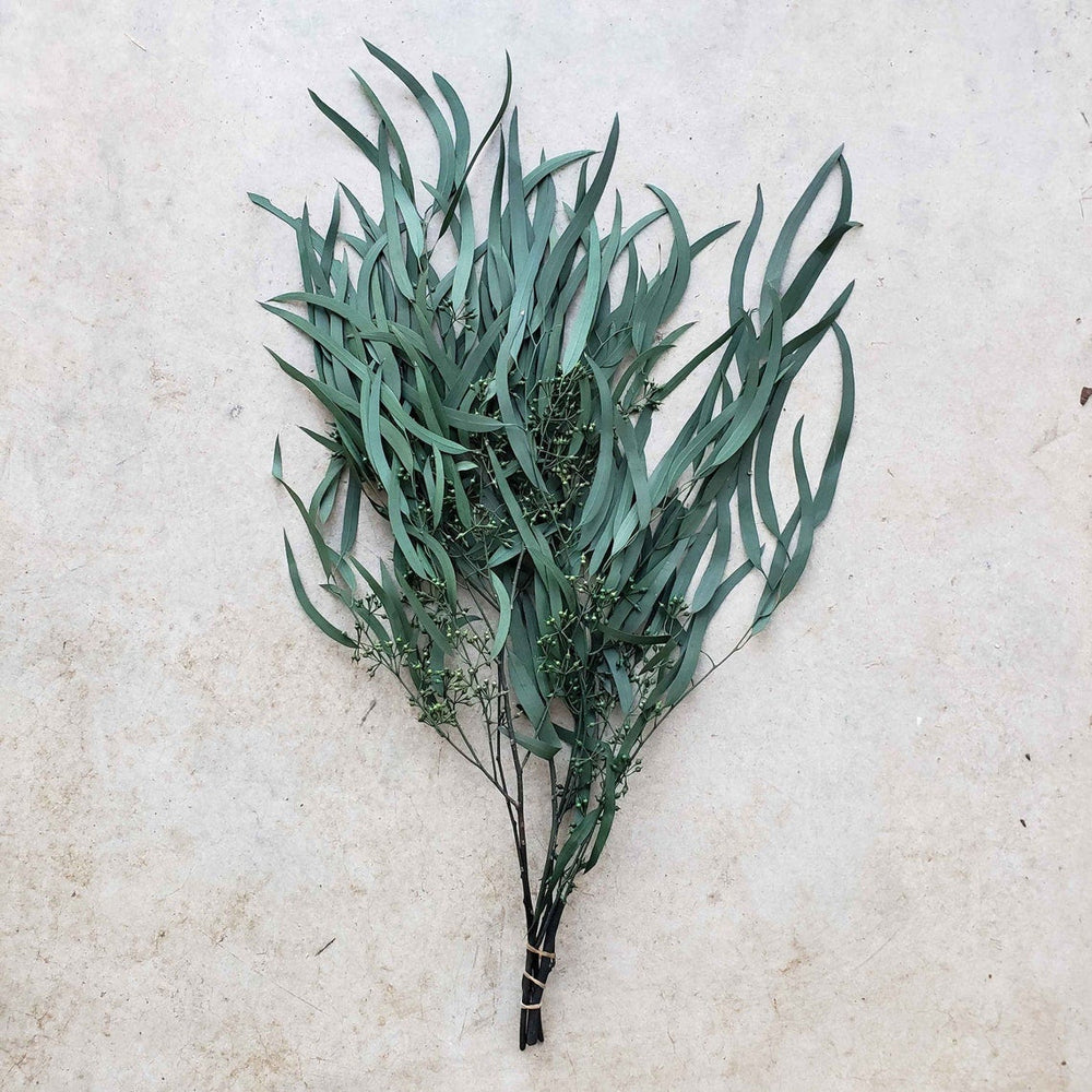 Preserved Seeded Weeping Willow Eucalyptus Bunches [Green] - BLOOMINGFUL - wedding, event, decor, gift, bouquet, arrangement, bridal, garland, fresh dried preserved artificial silk, birthday housewarming foliage