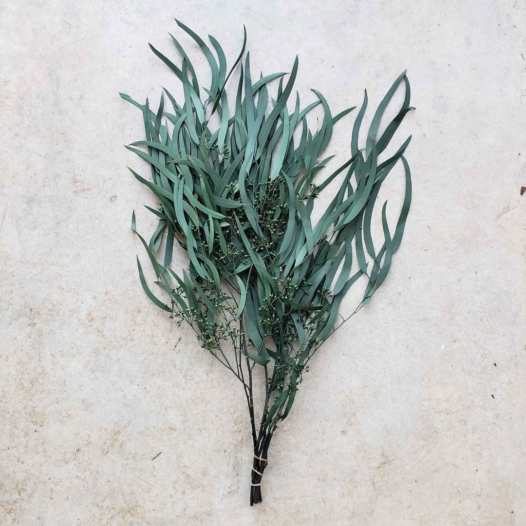 Preserved Seeded Weeping Willow Eucalyptus Bunches [Green] - BLOOMINGFUL - wedding, event, decor, gift, bouquet, arrangement, bridal, garland, fresh dried preserved artificial silk, birthday housewarming foliage