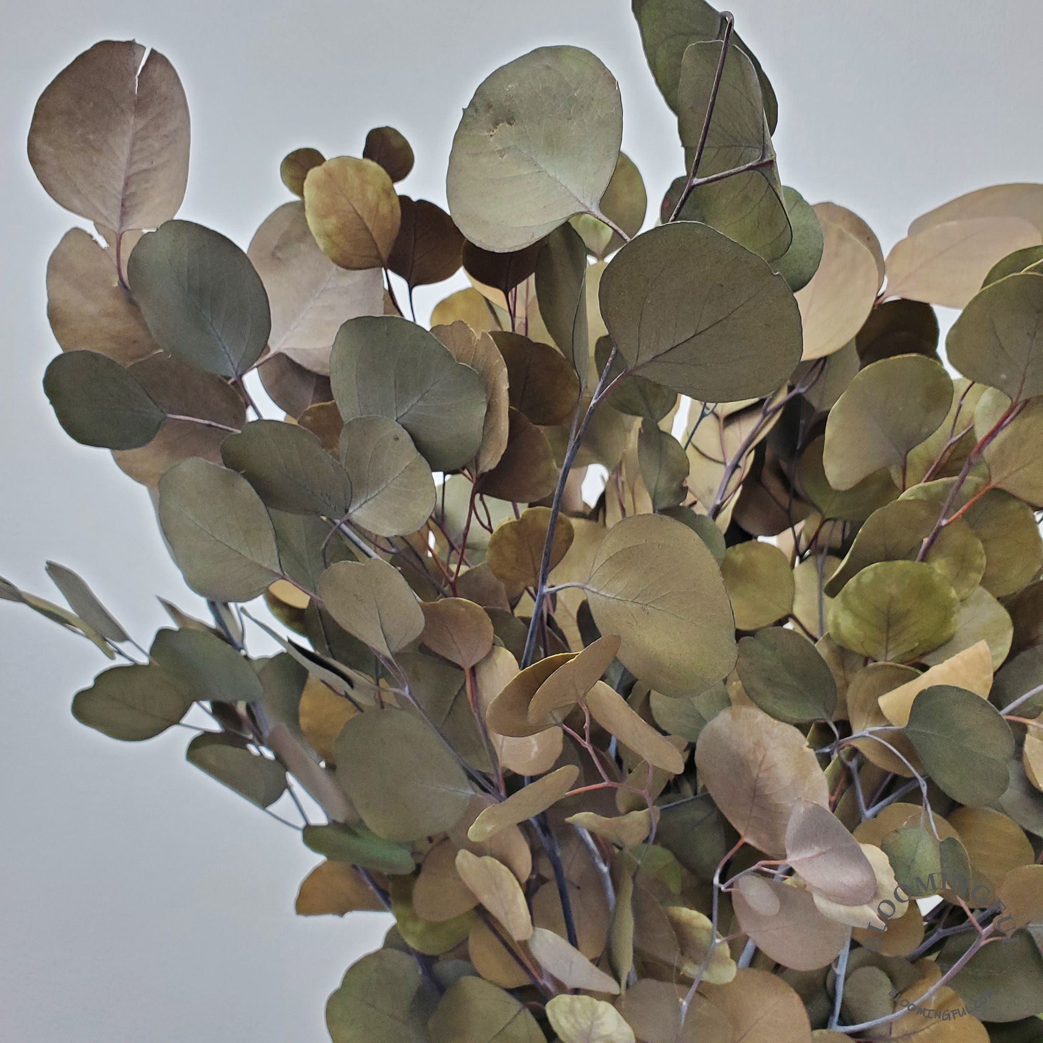 Preserved Silver Dollar Eucalyptus - Olive Green - BLOOMINGFUL.COM - wedding, event, decor, gift, bouquet, arrangement, bridal, garland, fresh dried preserved artificial silk, birthday housewarming foliage