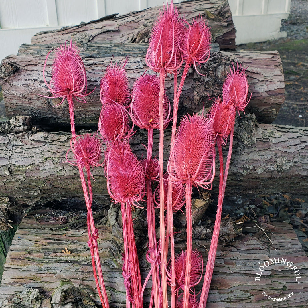 Preserved Teasel Thistle XL Flowers - Berry Rose (003) - BLOOMINGFUL - wedding, event, decor, gift, bouquet, arrangement, bridal, garland, fresh dried preserved artificial silk, birthday housewarming foliage