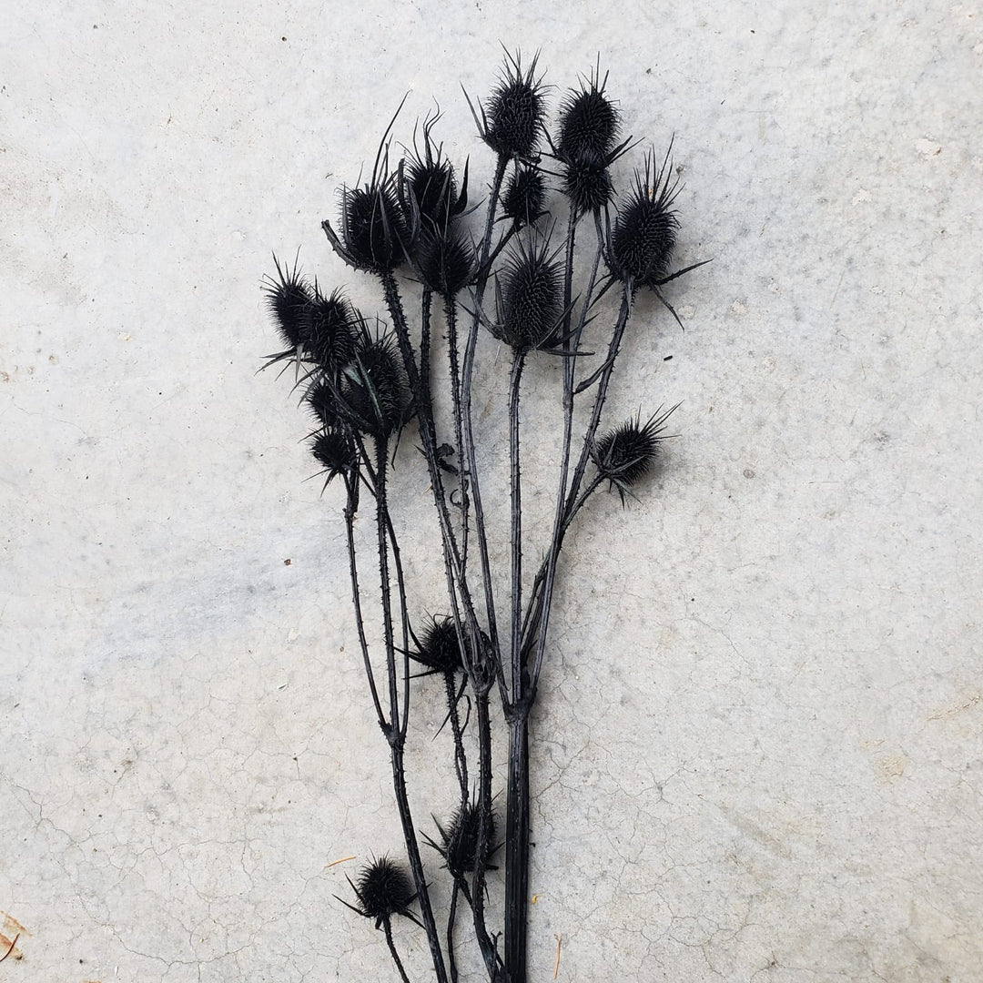 Preserved Teasel Thistle XL Flowers - Black (006) - BLOOMINGFUL - wedding, event, decor, gift, bouquet, arrangement, bridal, garland, fresh dried preserved artificial silk, birthday housewarming foliage