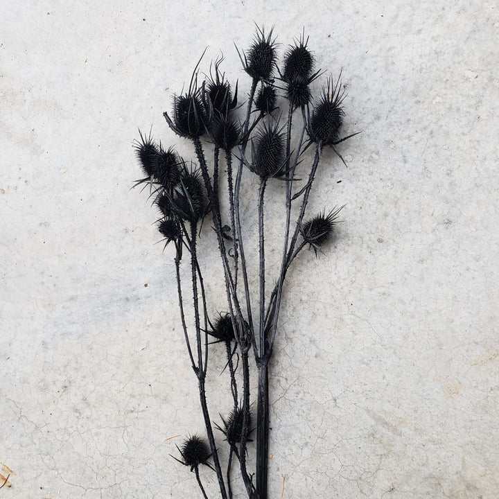 Preserved Teasel Thistle XL Flowers - Black (006) - BLOOMINGFUL - wedding, event, decor, gift, bouquet, arrangement, bridal, garland, fresh dried preserved artificial silk, birthday housewarming foliage