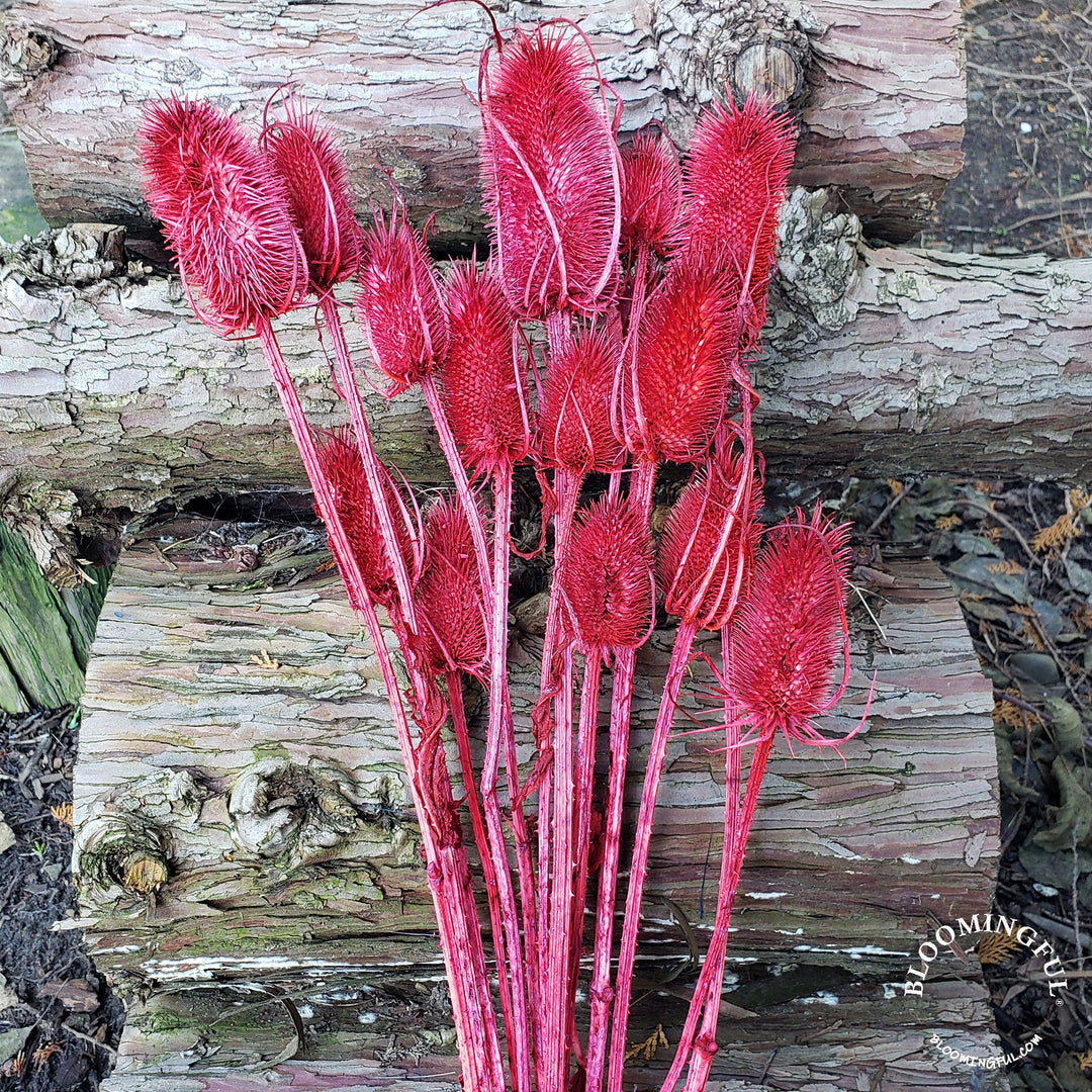 Preserved Teasel Thistle XL Flowers - Burgundy Red (002) - BLOOMINGFUL - wedding, event, decor, gift, bouquet, arrangement, bridal, garland, fresh dried preserved artificial silk, birthday housewarming foliage