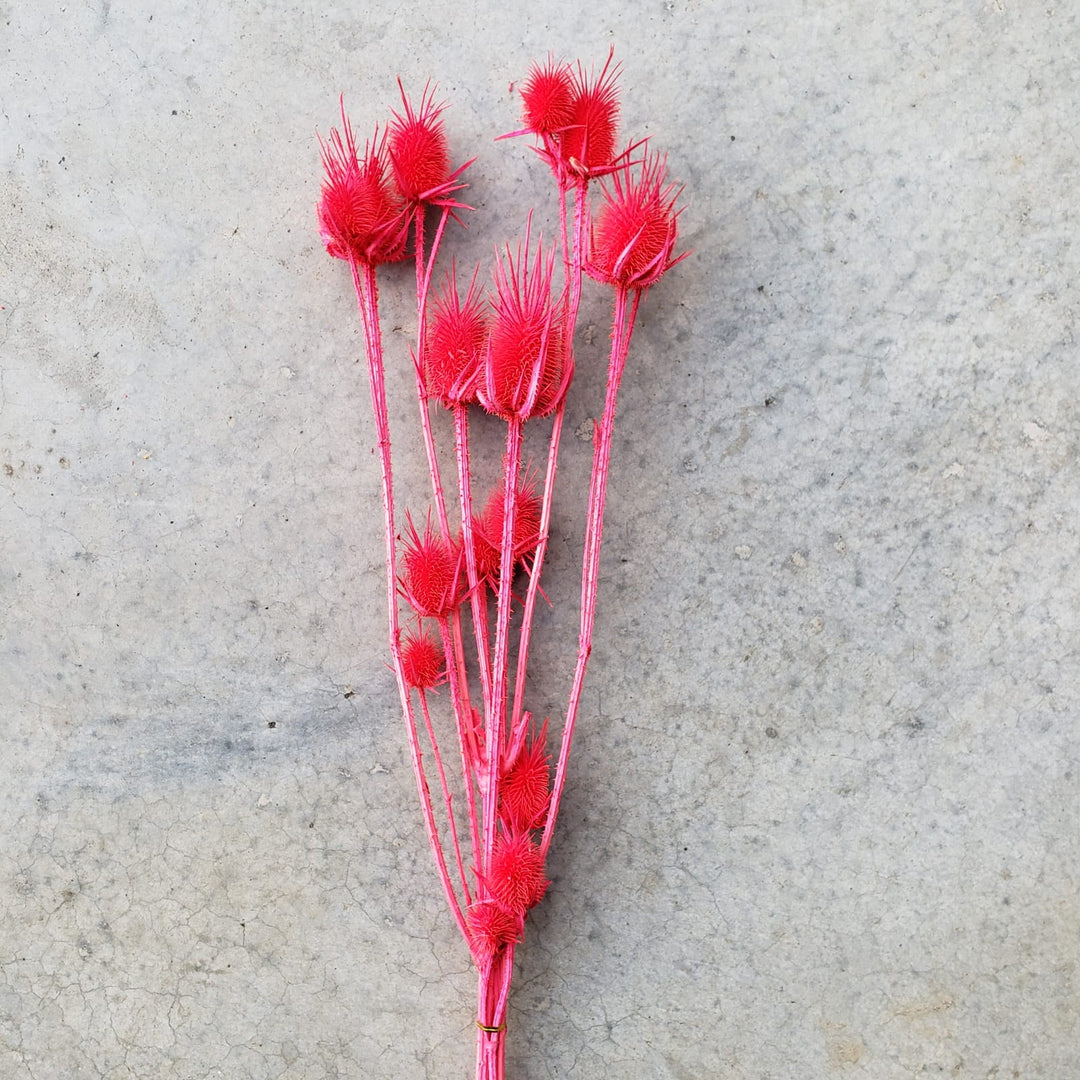 Preserved Teasel Thistle XL Flowers - Melon Red (009) - BLOOMINGFUL - wedding, event, decor, gift, bouquet, arrangement, bridal, garland, fresh dried preserved artificial silk, birthday housewarming foliage