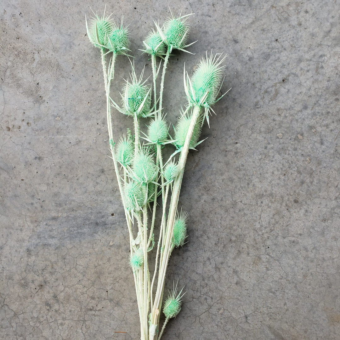 Preserved Teasel Thistle XL Flowers - Mint Green (010) - BLOOMINGFUL - wedding, event, decor, gift, bouquet, arrangement, bridal, garland, fresh dried preserved artificial silk, birthday housewarming foliage
