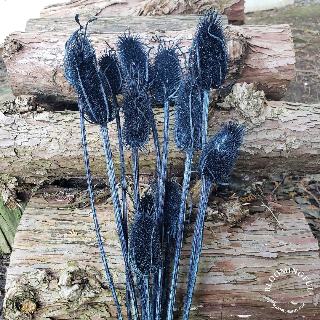 Preserved Teasel Thistle XL Flowers - Navy Blue (005) - BLOOMINGFUL - wedding, event, decor, gift, bouquet, arrangement, bridal, garland, fresh dried preserved artificial silk, birthday housewarming foliage