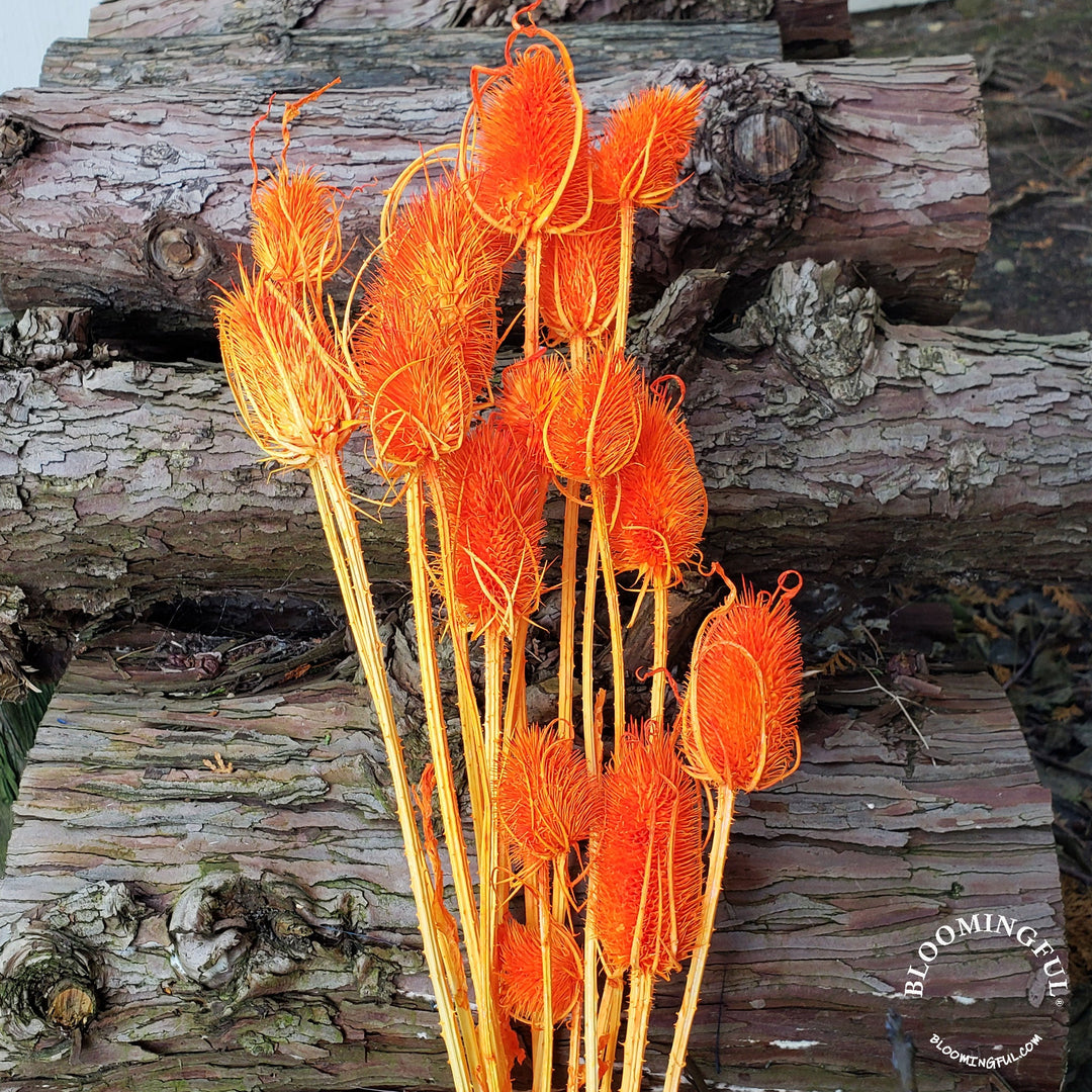 Preserved Teasel Thistle XL Flowers - Orange (004) - BLOOMINGFUL - wedding, event, decor, gift, bouquet, arrangement, bridal, garland, fresh dried preserved artificial silk, birthday housewarming foliage