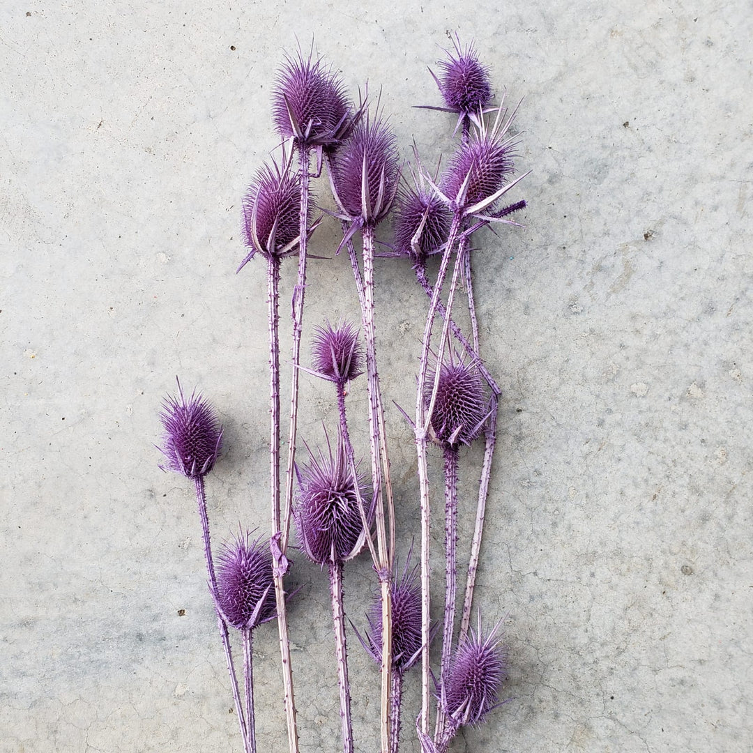 Preserved Teasel Thistle XL Flowers - Purple (011) - BLOOMINGFUL - wedding, event, decor, gift, bouquet, arrangement, bridal, garland, fresh dried preserved artificial silk, birthday housewarming foliage