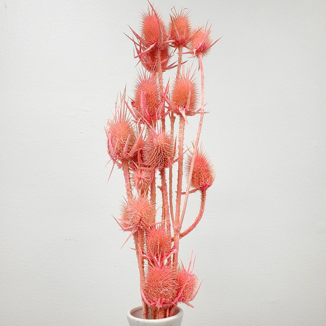 Preserved Teasel Thistle XL Flowers - Salmon, Coral, Peach Pink - BLOOMINGFUL.COM - wedding, event, decor, gift, bouquet, arrangement, bridal, garland, fresh dried preserved artificial silk, birthday housewarming foliage