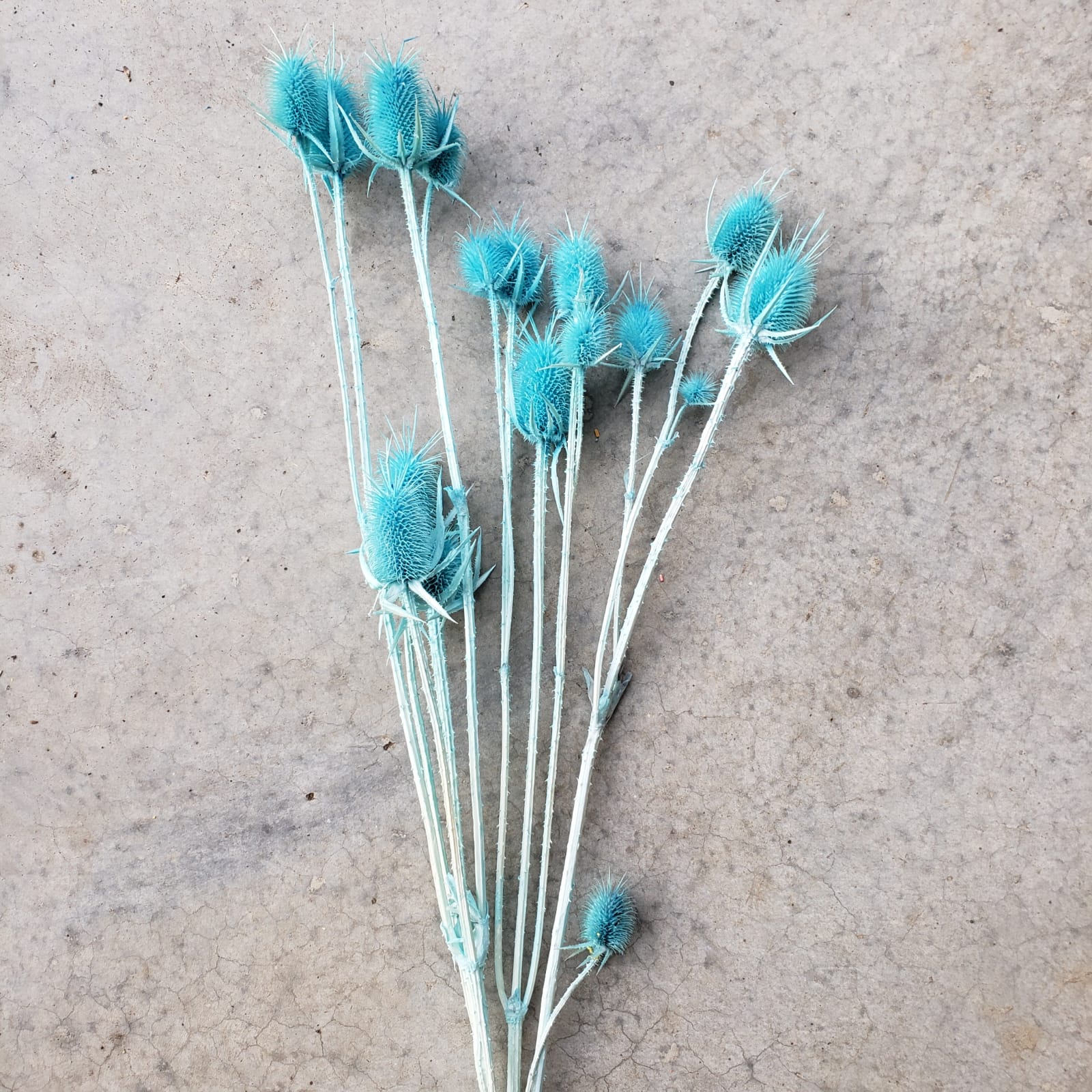 Preserved Teasel Thistle XL Flowers - Sky Blue (007) - BLOOMINGFUL - wedding, event, decor, gift, bouquet, arrangement, bridal, garland, fresh dried preserved artificial silk, birthday housewarming foliage