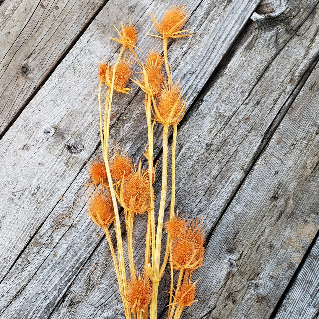 Preserved Teasel Thistle XL Flowers - Terracotta Orange (012) - BLOOMINGFUL - wedding, event, decor, gift, bouquet, arrangement, bridal, garland, fresh dried preserved artificial silk, birthday housewarming foliage
