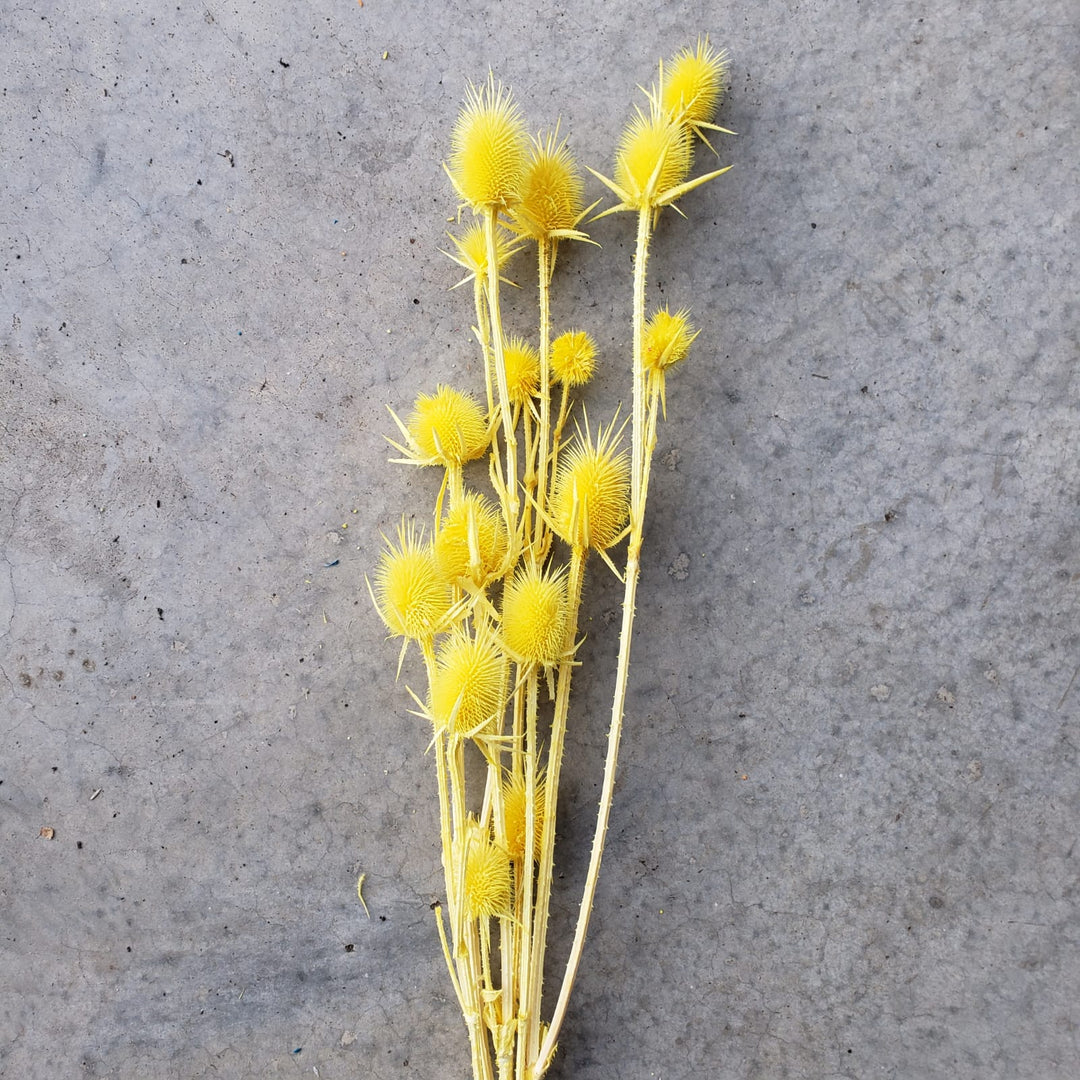 Preserved Teasel Thistle XL Flowers - Yellow (013) - BLOOMINGFUL - wedding, event, decor, gift, bouquet, arrangement, bridal, garland, fresh dried preserved artificial silk, birthday housewarming foliage